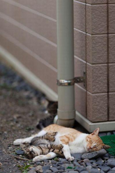 Cat MTUyNDcyOQ