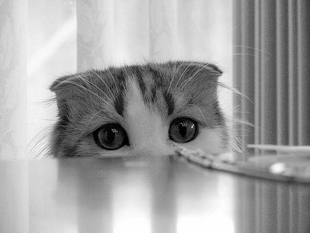 Cat MTUyNTM3Nw
