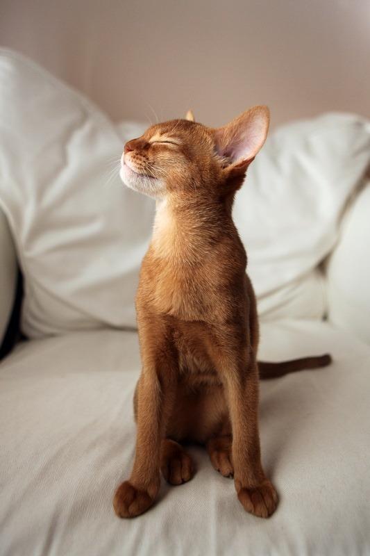 Cat MTUyNTQ1NA