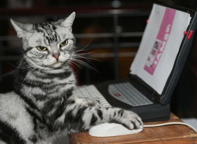Cat MTUyNzQ4MA