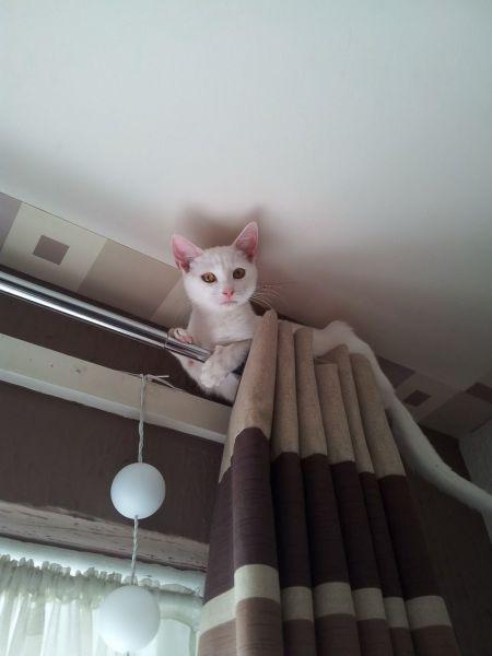 Cat MTUyNzY4Mw