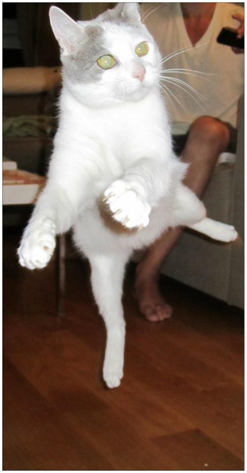 Cat MTUyODMyMA