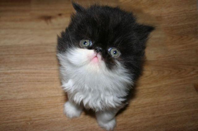 Cat MTUyOTMzMw