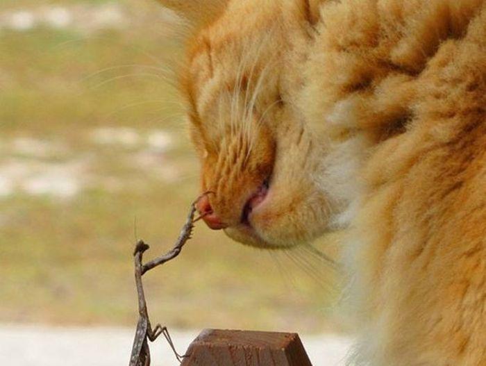 Cat MTUyOTY0OQ