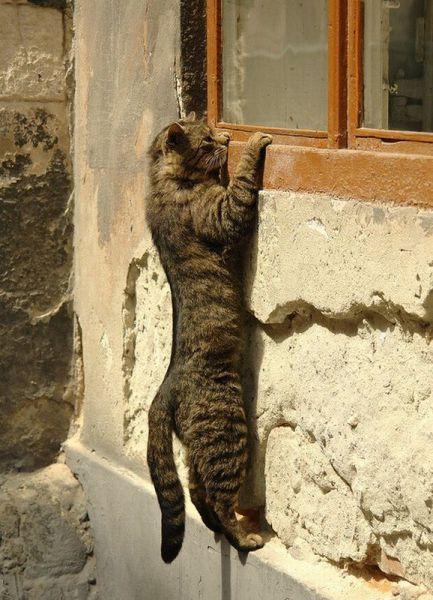 Cat MTUzMDUzNg