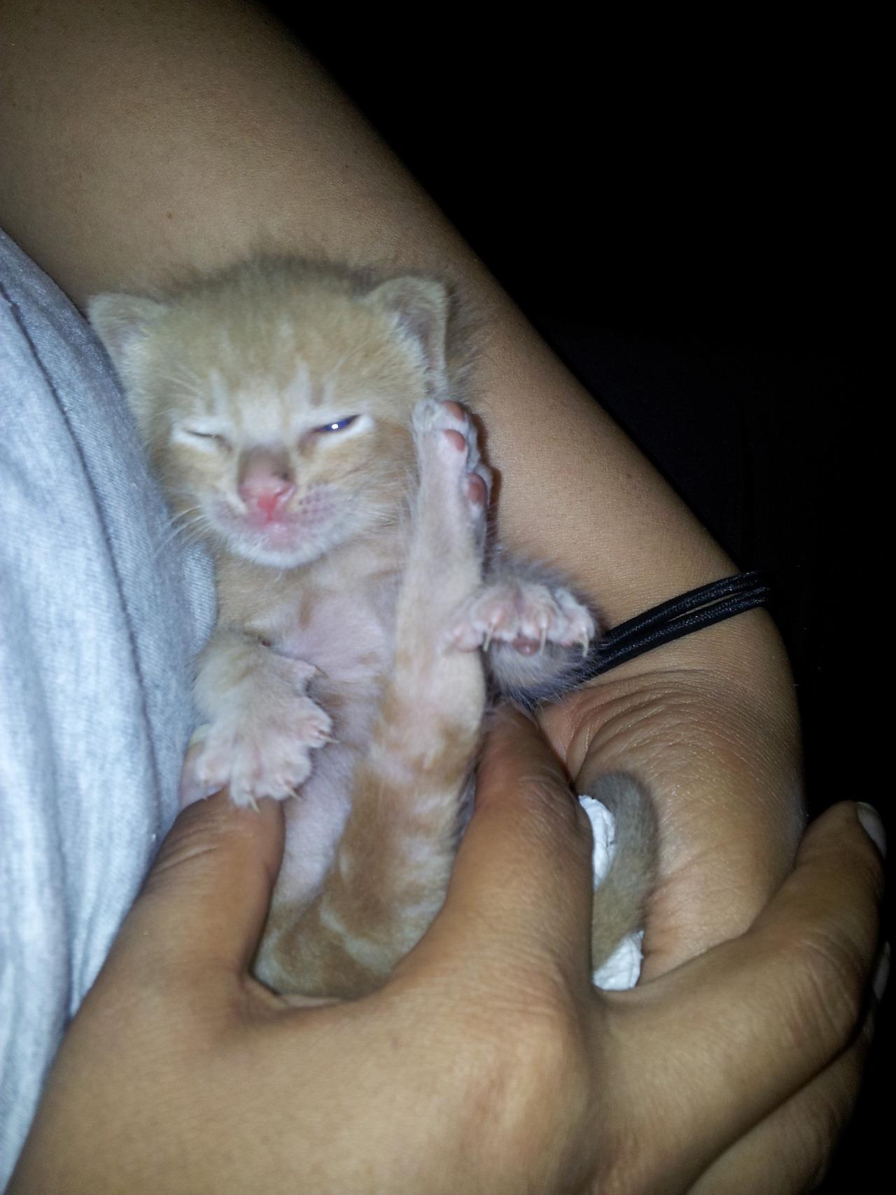 Cat MTUzMTgxMw