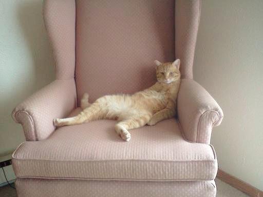 Cat MTUzMjc1NQ