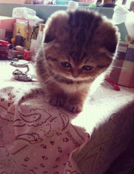 Cat MTUzMzI2MA
