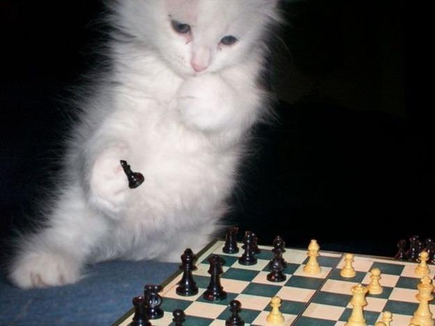Cat MTUzNDkzMw