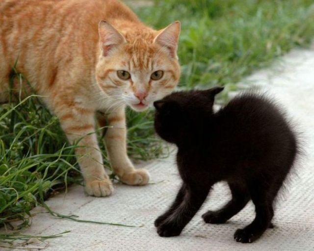 Cat MTUzNTg3Mg