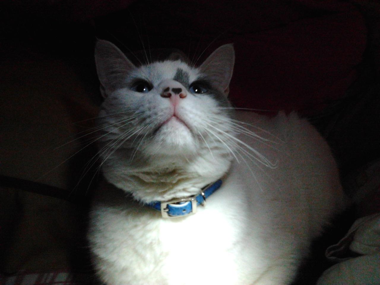 Cat MTUzODI1OA