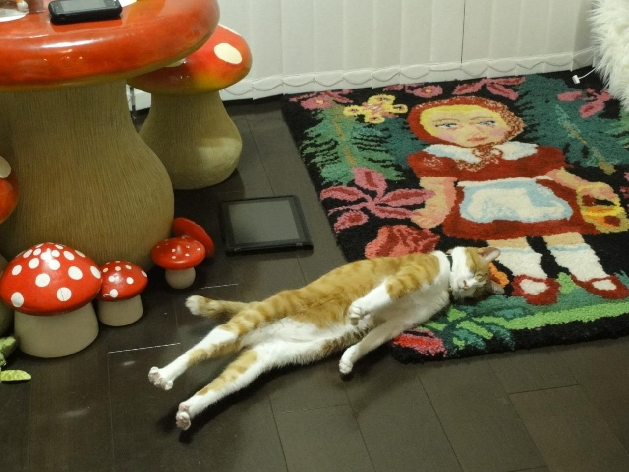 Cat MTY0MDUzMg