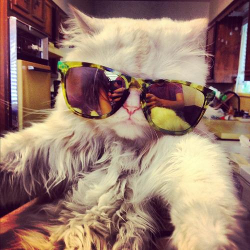 Cat MTY0Mjk0Mw