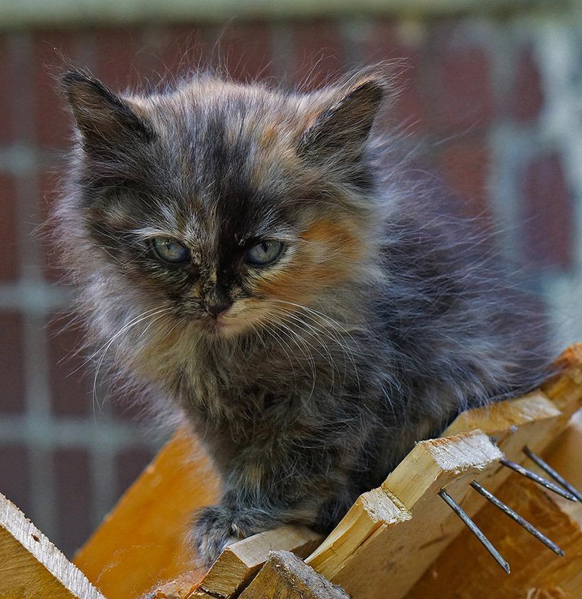 Cat MTY0NTU4OA