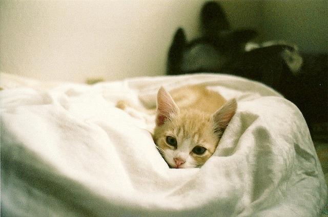 Cat MTY0NTY3Mw