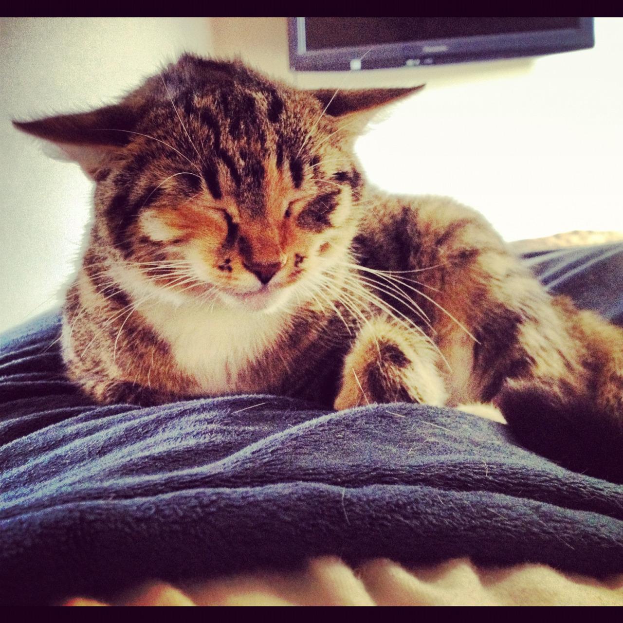 Cat MTY0NjEyOQ