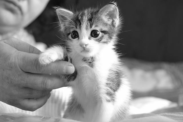 Cat MTY0Njg3MA