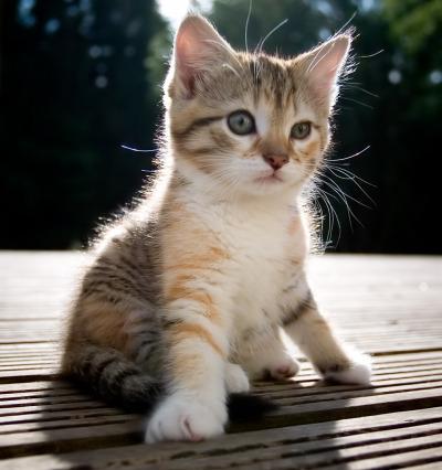 Cat MTY0Njk3MQ