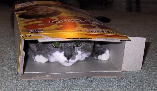 Cat MTY0NzU3Nw