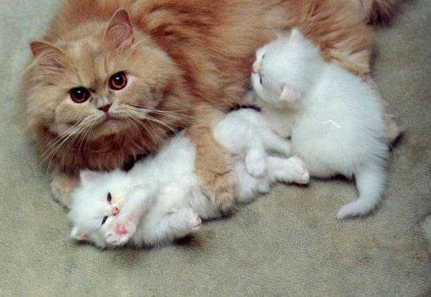 Cat MTY0Nzc1NQ