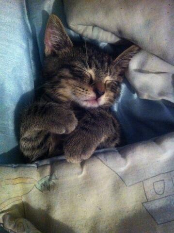Cat MTY0OTgzNQ