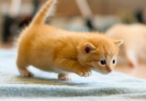Cat MTY1MDEyNA