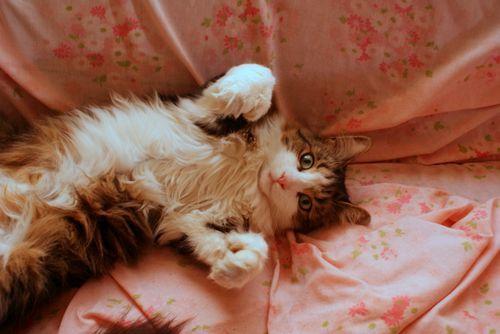 Cat MTY1MTYwMQ