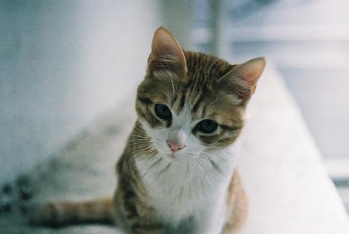 Cat MTY1MjcxOA
