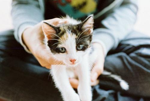 Cat MTY1Mjg5NQ