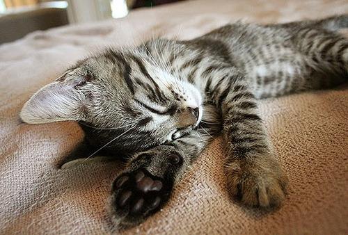 Cat MTY1MzIzNQ