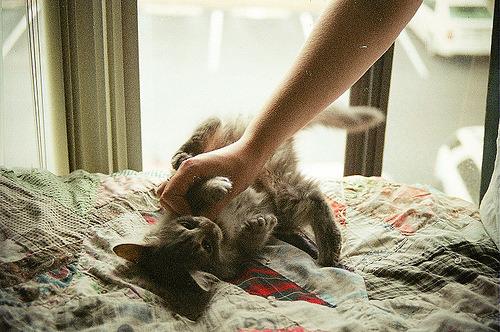 Cat MTY1Mzg2OA