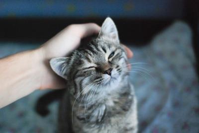 Cat MTY1MzkwOQ