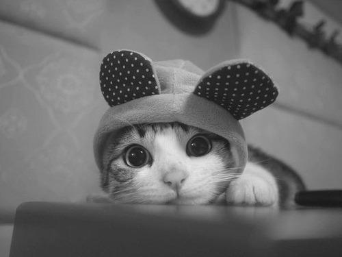 Cat MTY1NjQ1Mg
