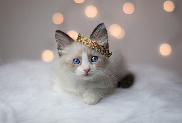 Cat MTY1ODc5MA