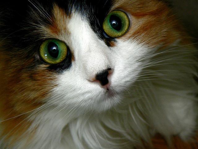 Cat MTY2MDIwMw