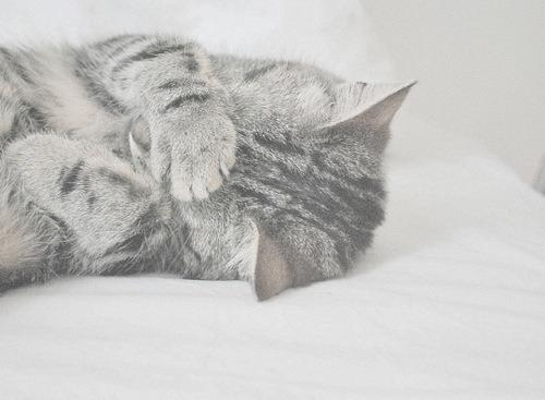 Cat MTY2MDgxNQ