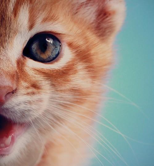Cat MTY2MTMzMQ