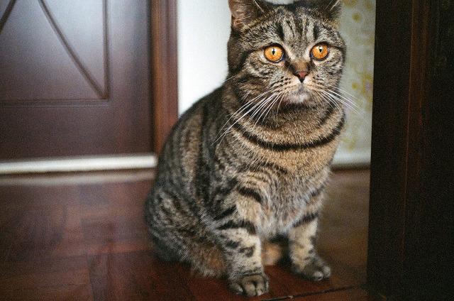 Cat MTY2MTYyMw