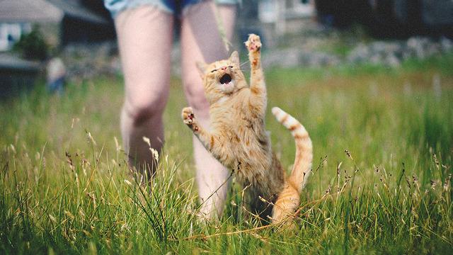 Cat MTY2MjYzNQ