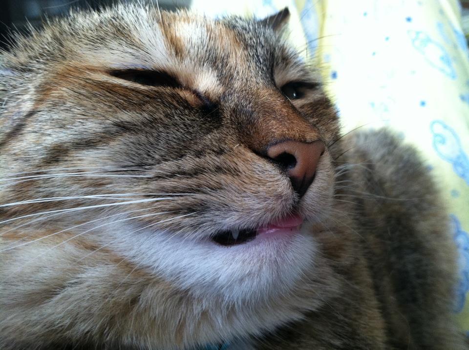 Cat MTY2MzIwMQ