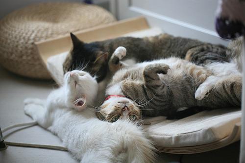 Cat MTY2NTIyMw