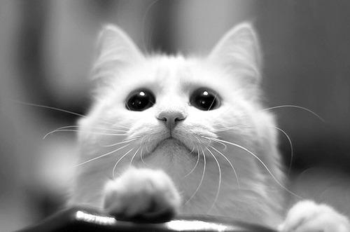 Cat MTY2OTA1Ng