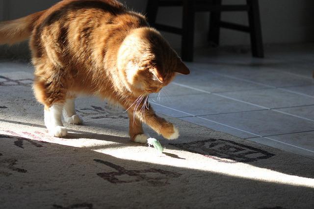 Cat MTY2OTE3MA