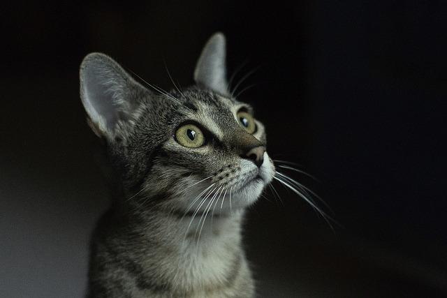 Cat MTY3MTIwMQ