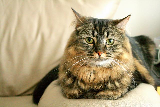 Cat MTY3MTcwMg