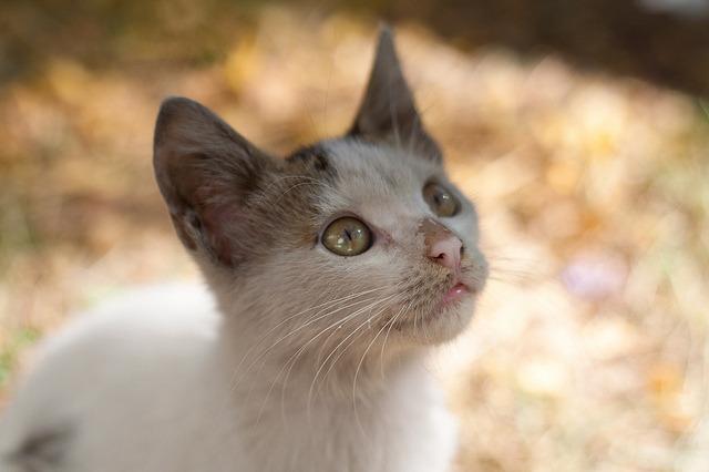 Cat MTY3MjU3OA