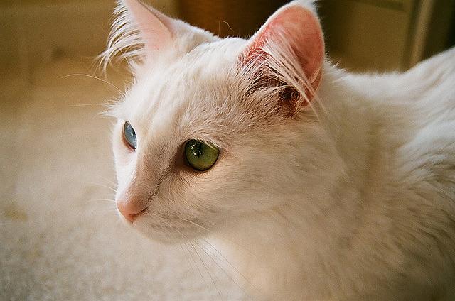 Cat MTY3MzM3OA