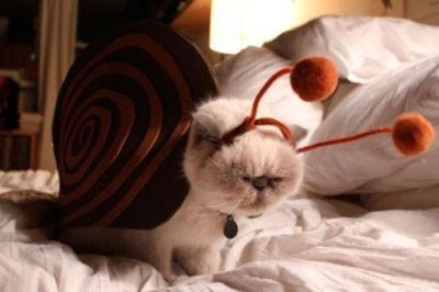 Cat MTY3NDI5MA