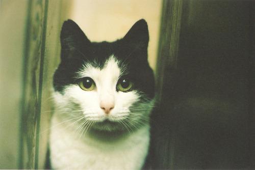Cat MTY3NTM0OA