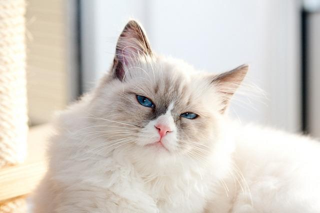 Cat MTY3NTkxNw